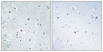 Sox-12 rabbit pAb