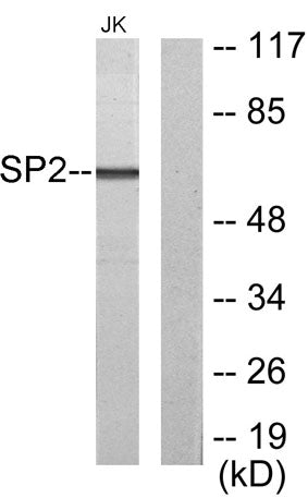 Sp2 rabbit pAb