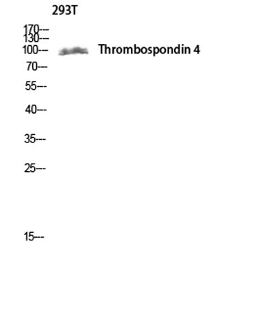 Thrombospondin 4 rabbit pAb