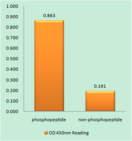 p53 (phospho Ser378) rabbit pAb
