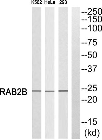 Rab 2B rabbit pAb