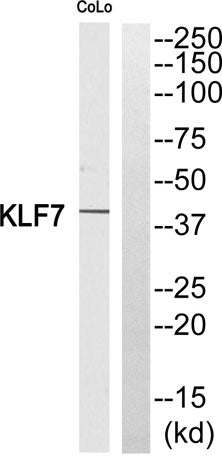 KLF7 rabbit pAb