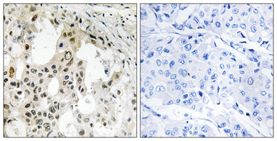 eIF3ζ rabbit pAb