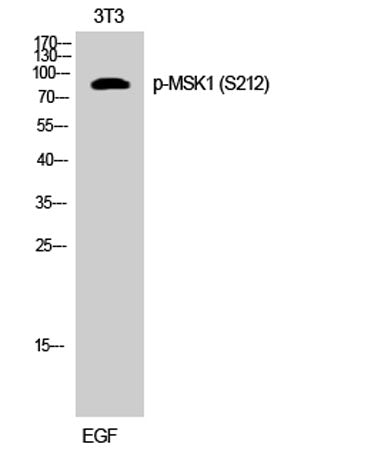 MSK1 (phospho Ser212) rabbit pAb