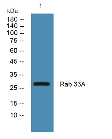 Rab 33A rabbit pAb
