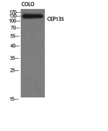 CEP135 rabbit pAb
