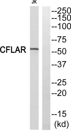 Cdc5L rabbit pAb