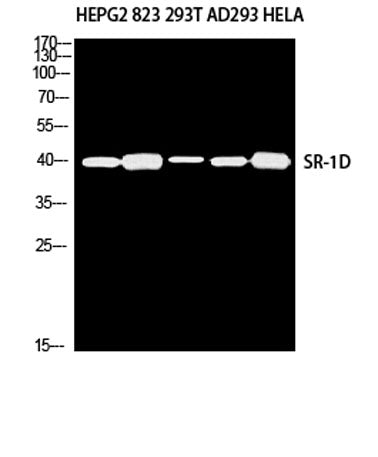 SR-1D rabbit pAb