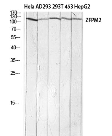 FOG-2 rabbit pAb
