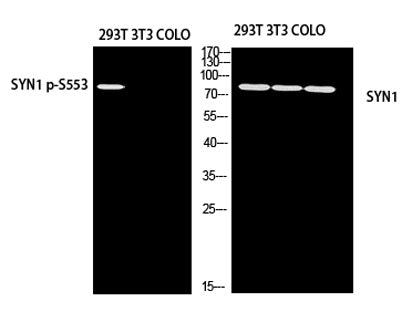 Synapsin-1 rabbit pAb