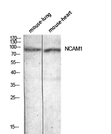 CD56 rabbit pAb