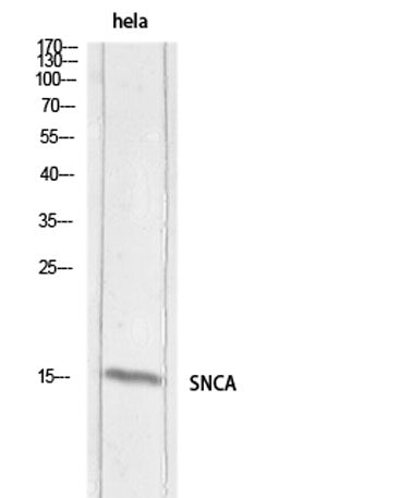 Synuclein-α rabbit pAb