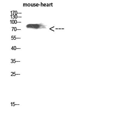 CD238 rabbit pAb