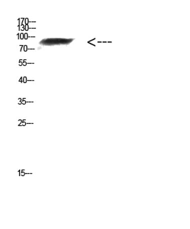 FAM48A rabbit pAb