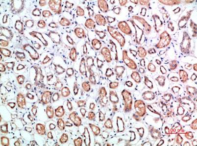 CD1B rabbit pAb