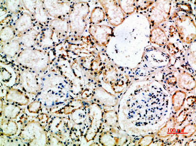 CD16 rabbit pAb