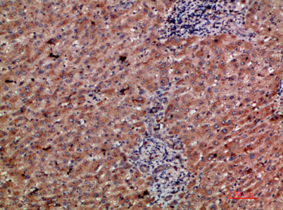 CD303 rabbit pAb