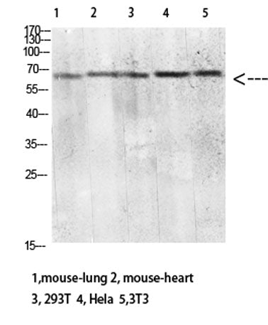 CD299 rabbit pAb