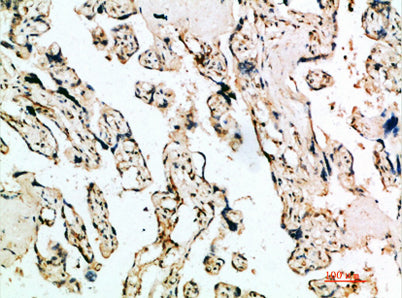 IFN-β rabbit pAb