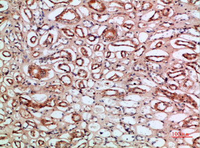 Tetranectin rabbit pAb