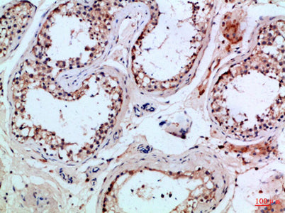 PI 3-Kinase p85β rabbit pAb