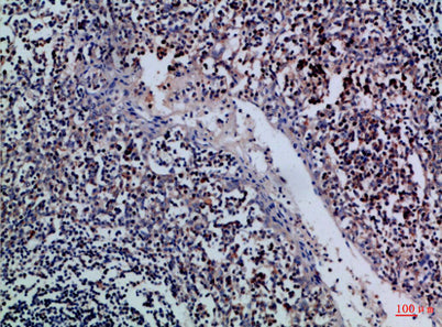 Granzyme M rabbit pAb