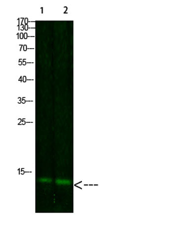 Thioredoxin rabbit pAb
