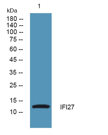 IFI27 rabbit pAb