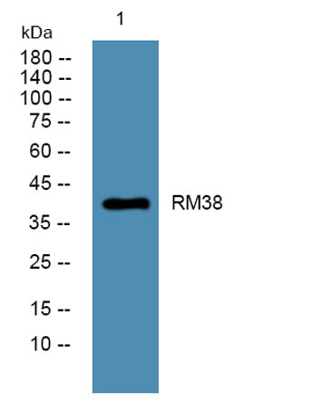 RM38 rabbit pAb