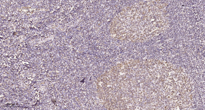 HECD1 rabbit pAb