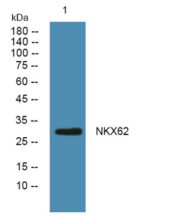 NKX62 rabbit pAb