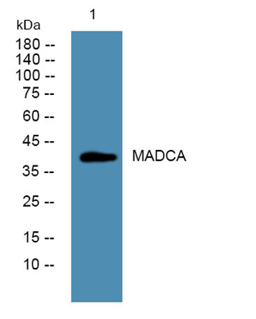 MADCA rabbit pAb