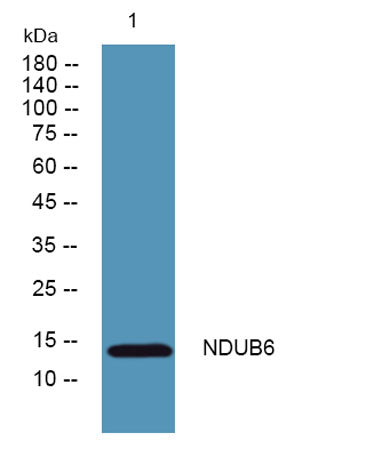 NDUB6 rabbit pAb