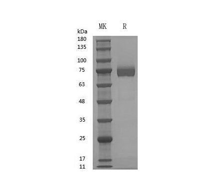 GMP Recombinant Human IL-12