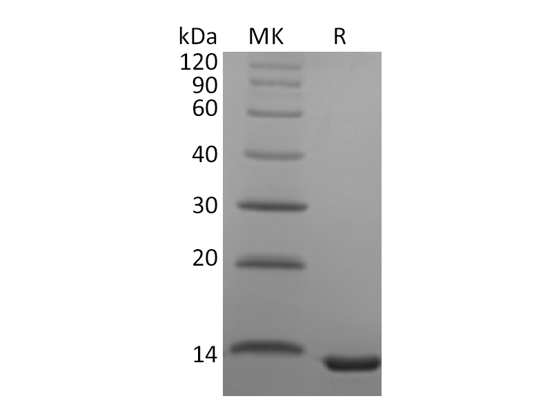 Recombinant Human CCL23