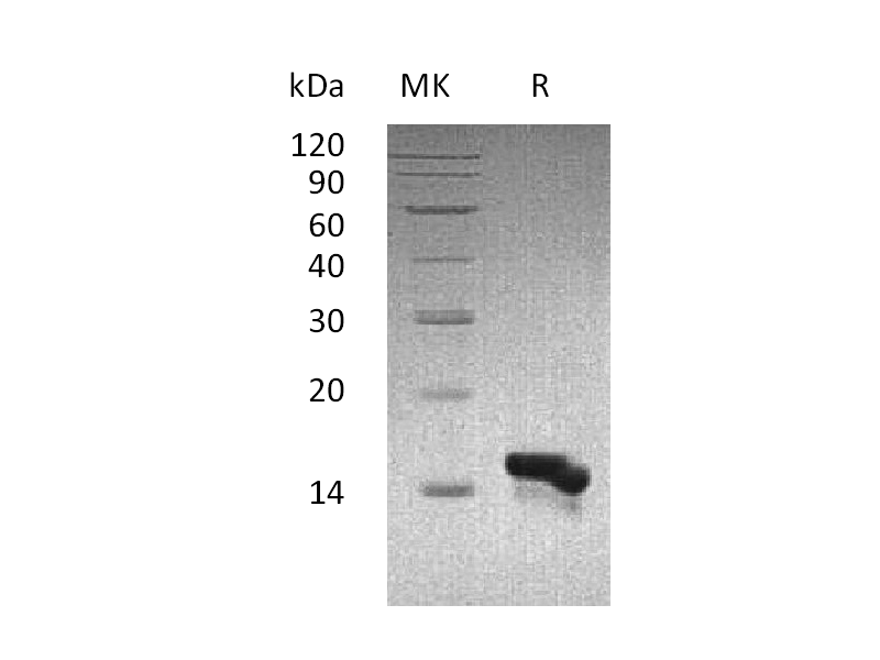 Recombinant Human CCL28