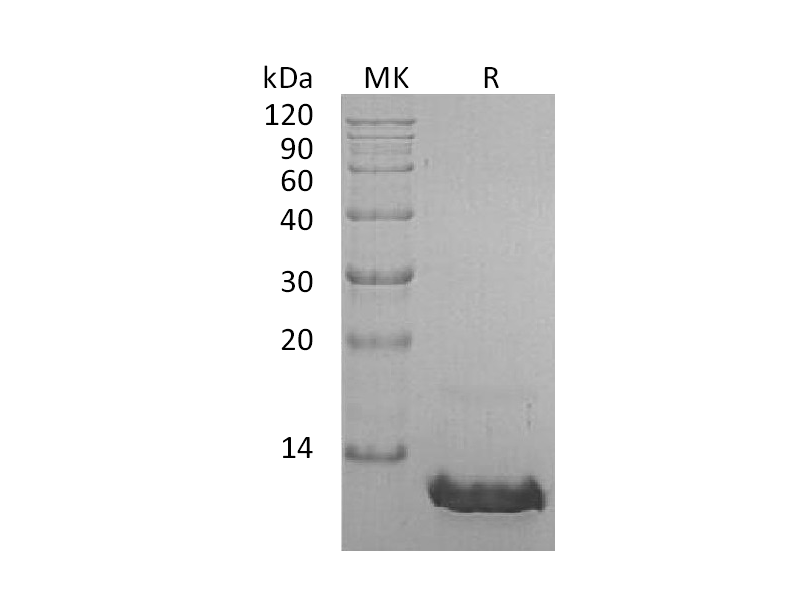 Recombinant Human CCL8