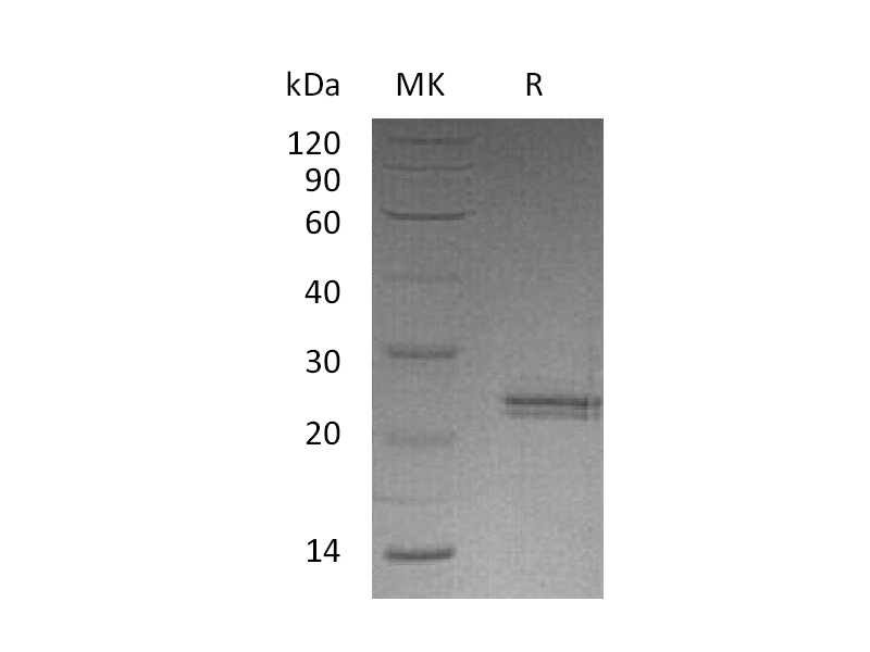 Recombinant Human CNTF