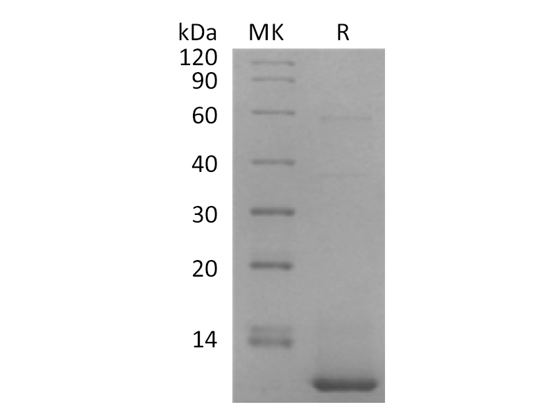 Recombinant Human CXCL5