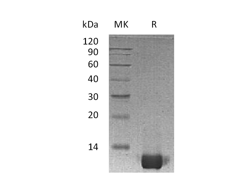 Recombinant Human IL-8 (77AA)