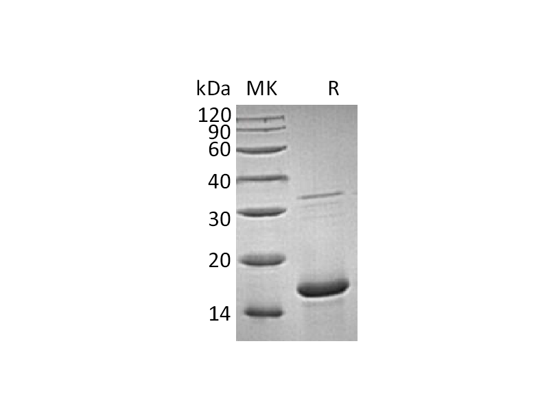 Recombinant Human FGFa (154AA)