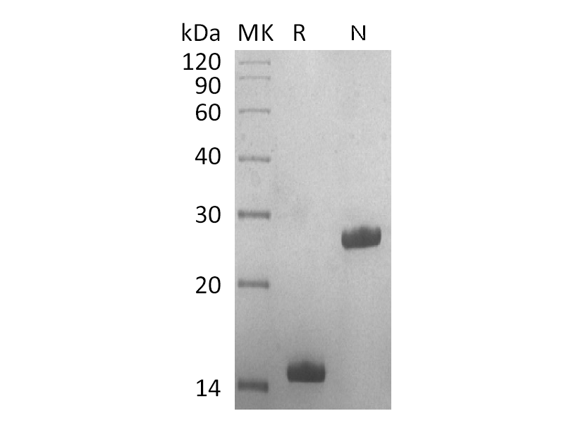 Recombinant Human GDF-5