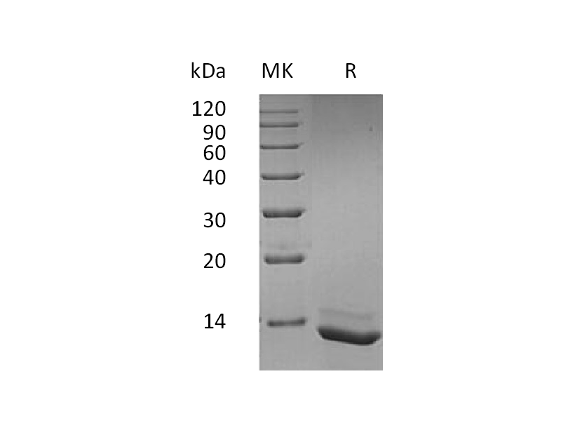 Recombinant Human IL-15
