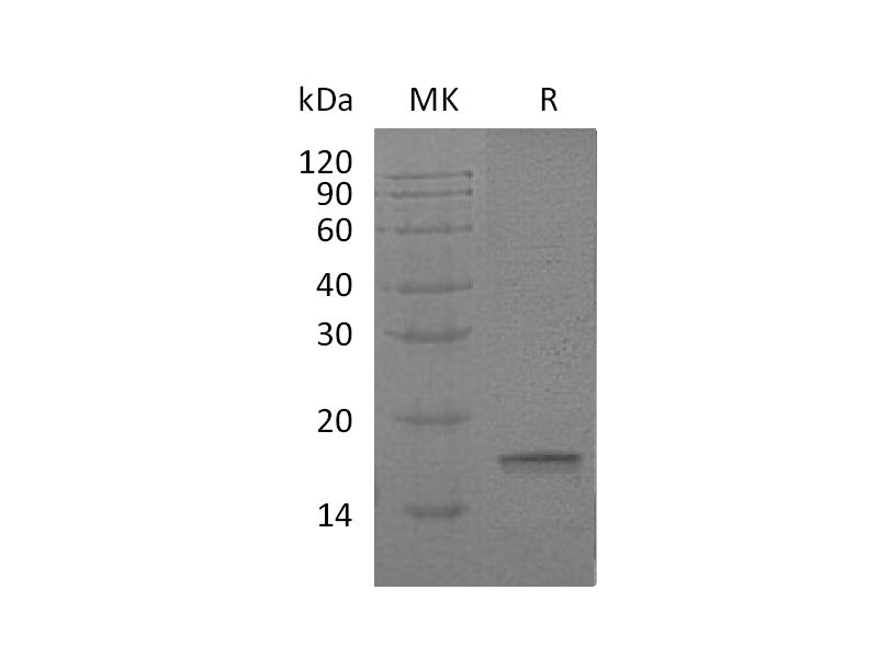 Recombinant Human IL-18