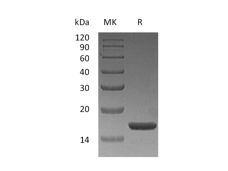 Recombinant Human IL-1a