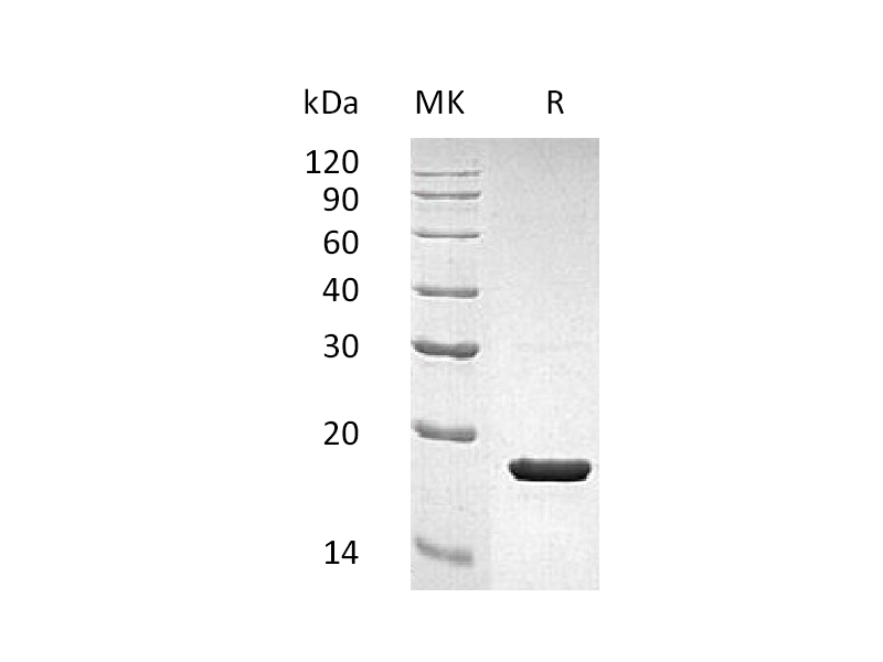 Recombinant Human IL-1RA