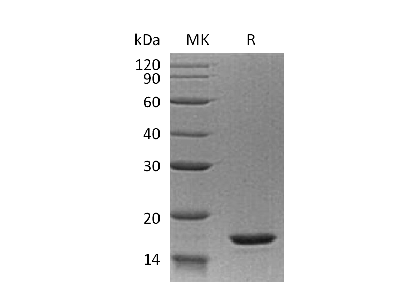 Recombinant Human IL-20
