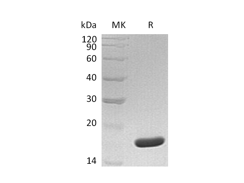 Recombinant Human MYDGF (N-6His)