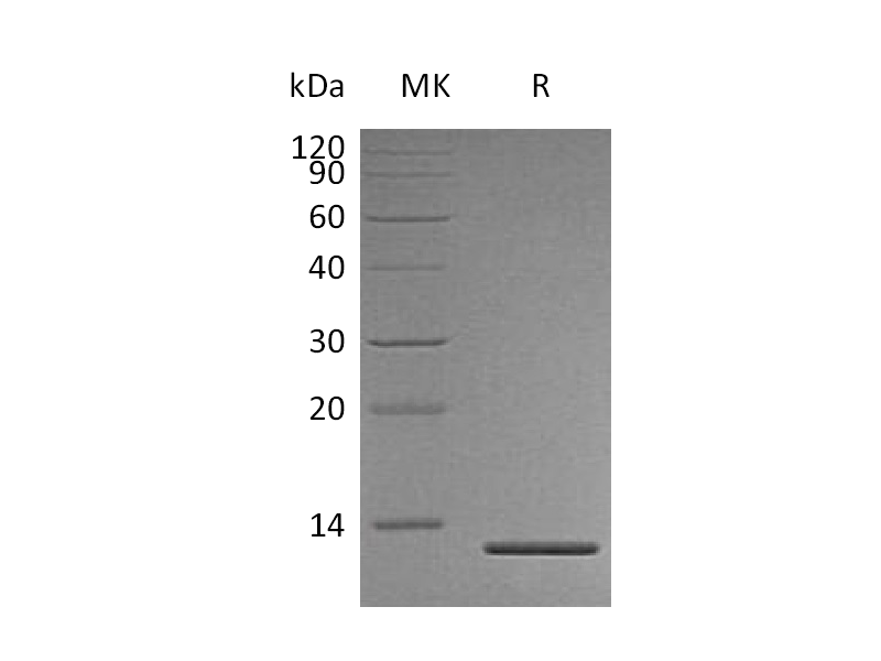 Recombinant Human Persephin