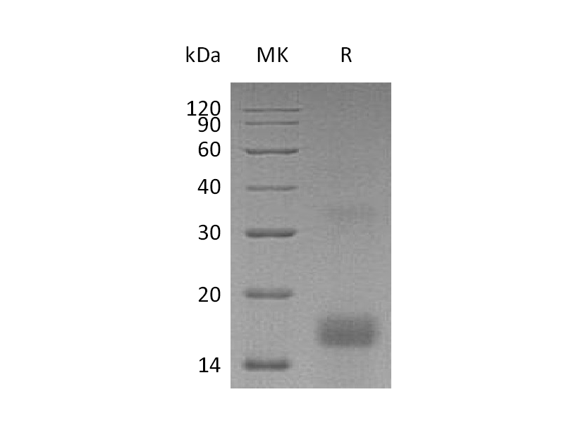 Recombinant Human PDGF-AA (N-6His)